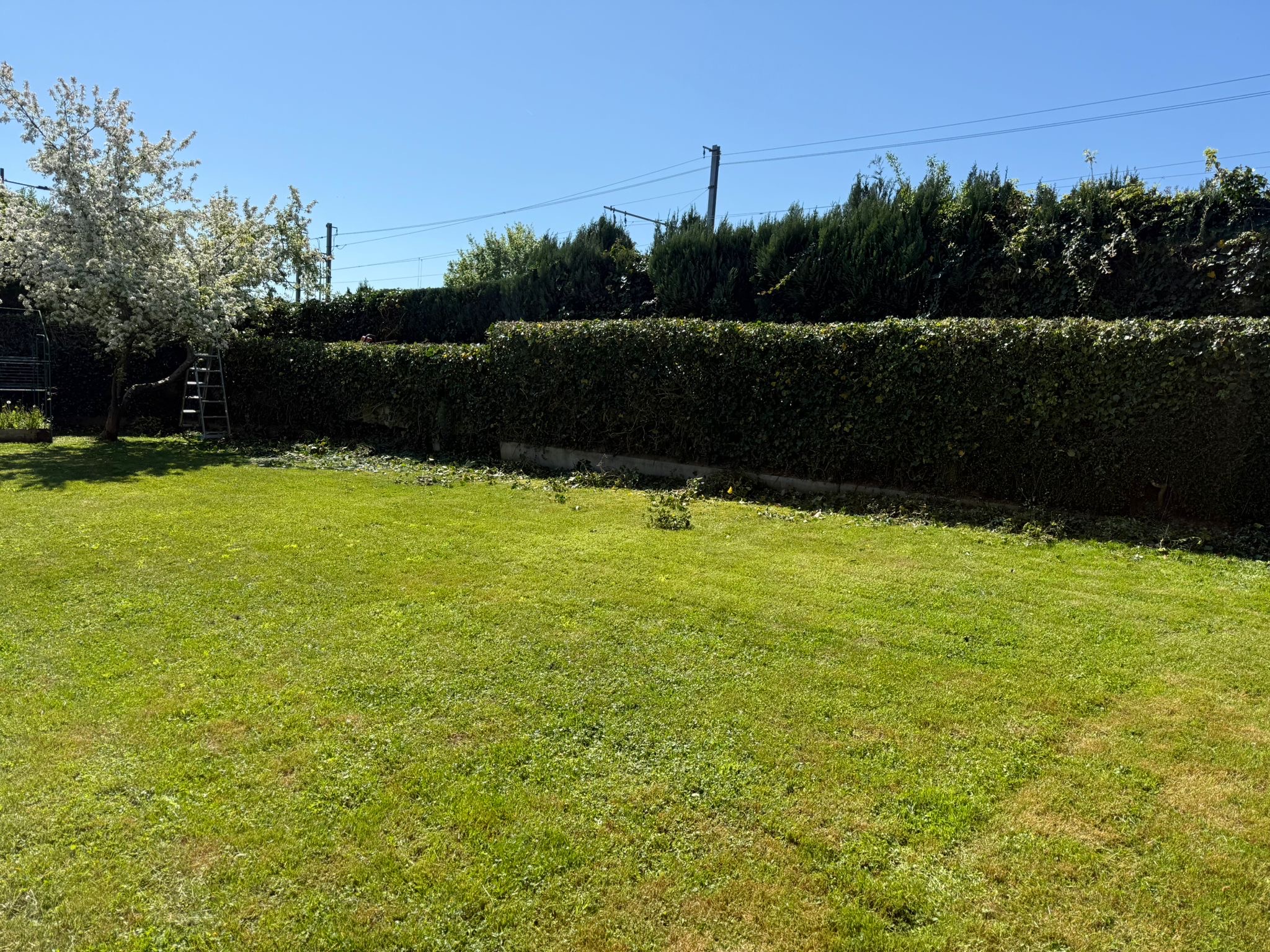 Frisch gemähter Rasen mit geschnittener Hecke und Obstbaum